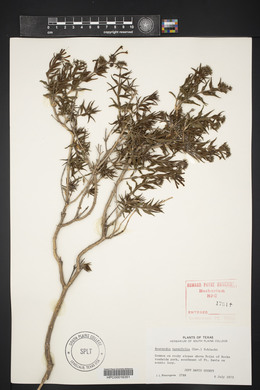 Bouvardia ternifolia image