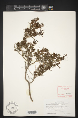 Bouvardia ternifolia image