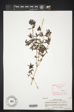 Bouvardia ternifolia image