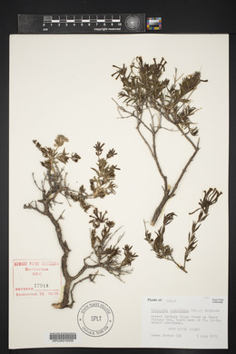 Bouvardia ternifolia image