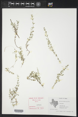 Galium microphyllum image