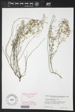 Galium wrightii image