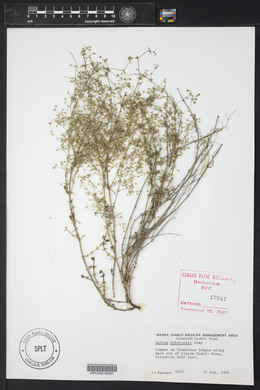 Galium wrightii image