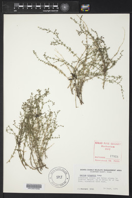 Galium wrightii image