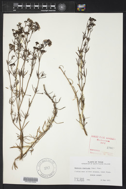 Stenaria nigricans var. nigricans image