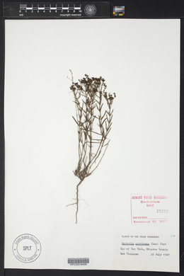 Stenaria nigricans var. nigricans image