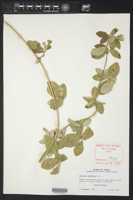 Lonicera albiflora image