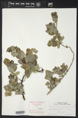 Lonicera albiflora image