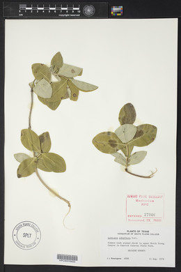 Lonicera albiflora image