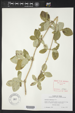 Lonicera albiflora image