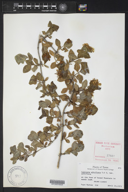 Lonicera albiflora image