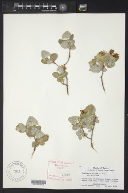 Lonicera albiflora image