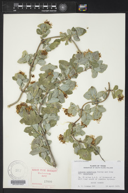 Lonicera albiflora image