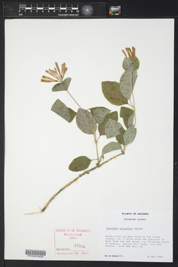 Lonicera arizonica image