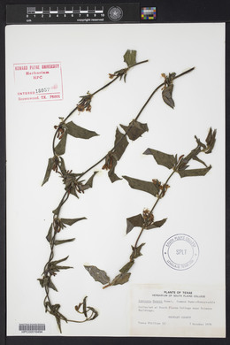 Lonicera henryi image