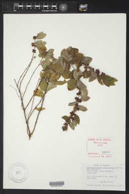 Symphoricarpos orbiculatus image