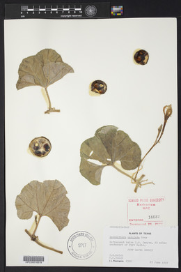 Apodanthera undulata image