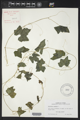 Melothria pendula image