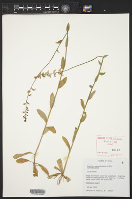 Lobelia appendiculata image