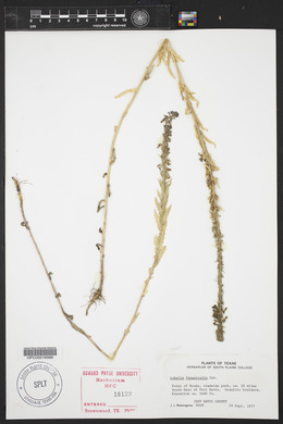 Lobelia fenestralis image