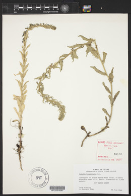 Lobelia fenestralis image