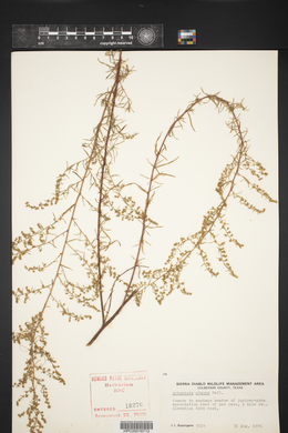 Artemisia glauca image
