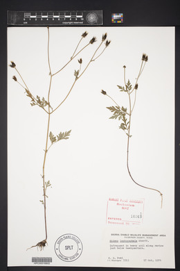 Bidens leptocephala image