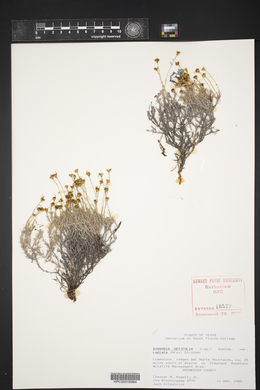 Thymophylla setifolia var. setifolia image
