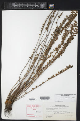 Astrolepis integerrima image