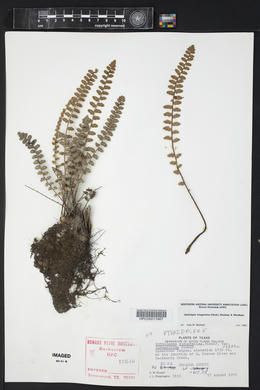 Astrolepis integerrima image