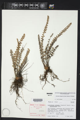 Astrolepis integerrima image