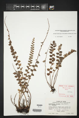 Astrolepis sinuata image
