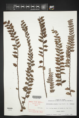 Astrolepis sinuata image