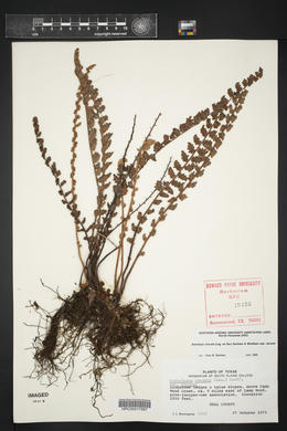 Astrolepis sinuata image