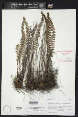 Astrolepis integerrima image