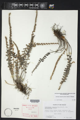 Astrolepis integerrima image