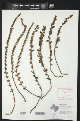 Astrolepis sinuata subsp. sinuata image