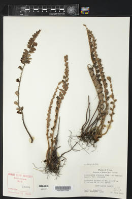 Astrolepis sinuata subsp. sinuata image
