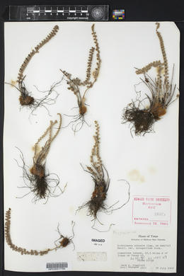 Astrolepis integerrima image