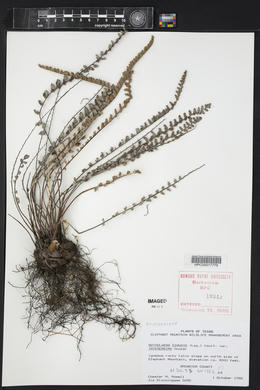 Astrolepis integerrima image