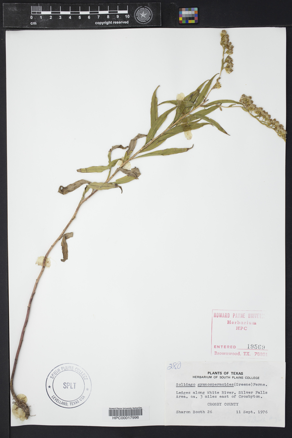 Solidago gymnospermoides image