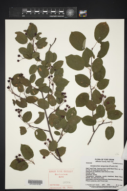 Amelanchier sanguinea image