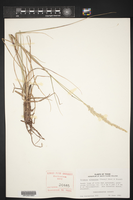 Tridens albescens image
