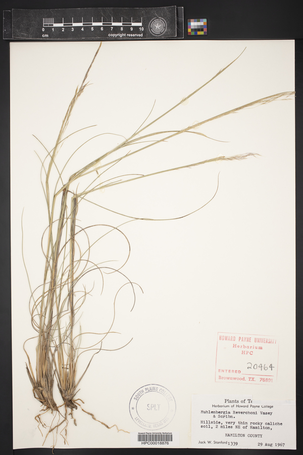 Muhlenbergia reverchoni image