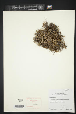 Selaginella peruviana image