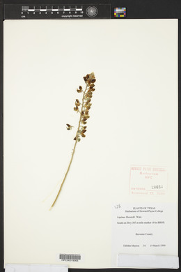 Lupinus havardii image