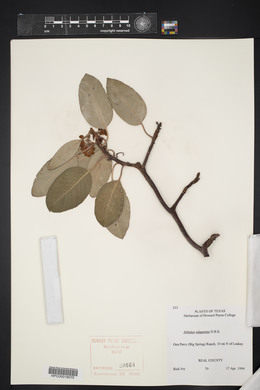 Arbutus xalapensis image