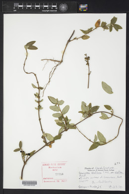 Lonicera albiflora image