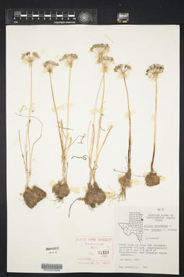 Allium canadense var. fraseri image