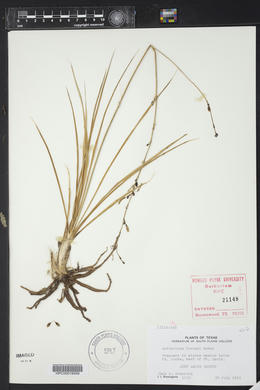 Echeandia flavescens image